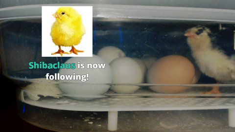 Second Egg Hatching at Egg Hatching Stream