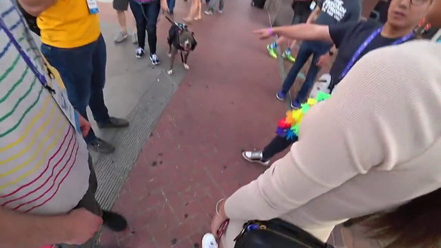 IRL DOG STREAM widepeepoHappy (https://www.twitch.tv/noahsarcrescue)