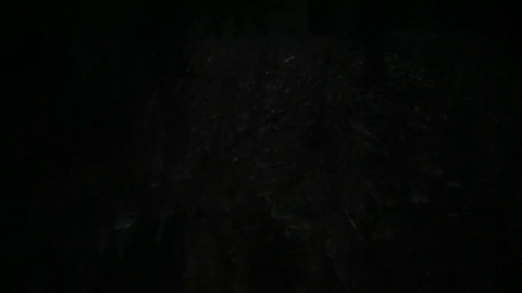 Jinnytty takes a stroll, in the woods, at night