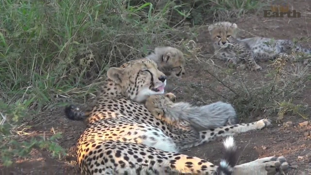 cheetah and cubs grooming each other