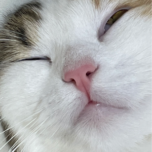 옴뇸뇸걸