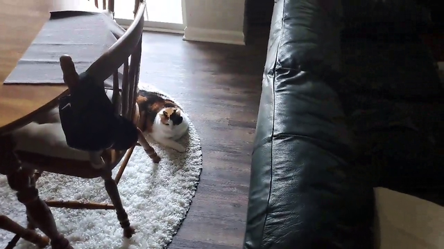Cat wholesomely greets streamer WidepeepoHappy