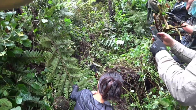 Very close Baby Gorilla encounter in the deep jungles of Uganda