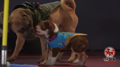 Twitch allowing horrific dog fighting on their platform because of favoured streamers