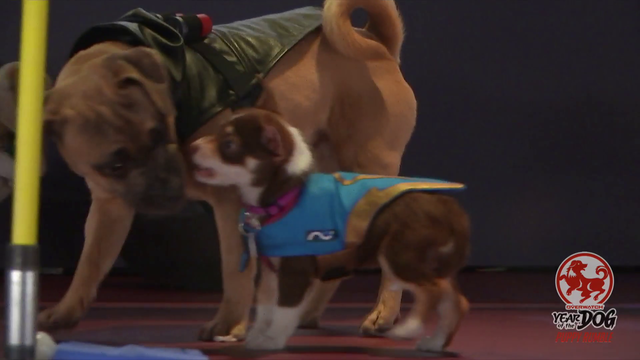 Twitch allowing horrific dog fighting on their platform because of favoured streamers