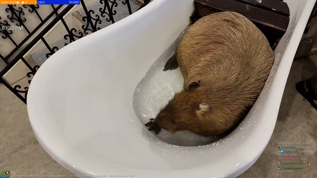 Capybara takes a bath