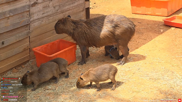 Baby capybara with a bow tie