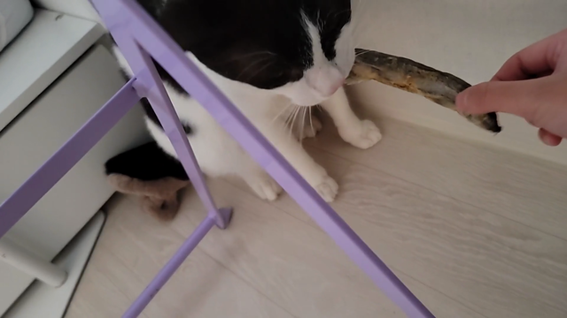 Beddle's cat doesn't like to share