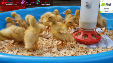 Cute ducks in a tub eating
