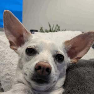 walnutcast