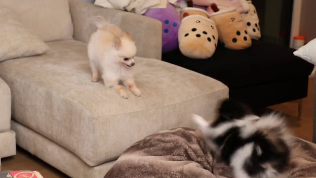 What's even cuter than three puppies playing?