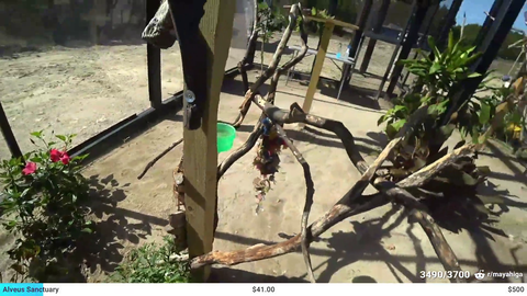 Maya details her sanctuary's spending