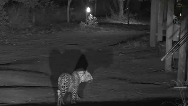 Behind the scenes at WildEarth
