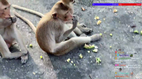 Monkey took a peek