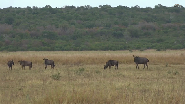 wildearth - Wilderbeast Mother Son Reunion