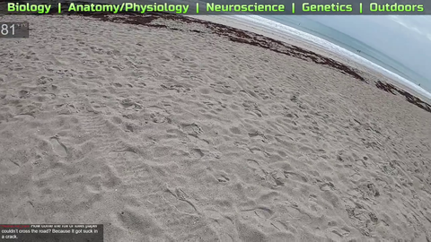 Metal detector unexpectedly finds sex toy on beach