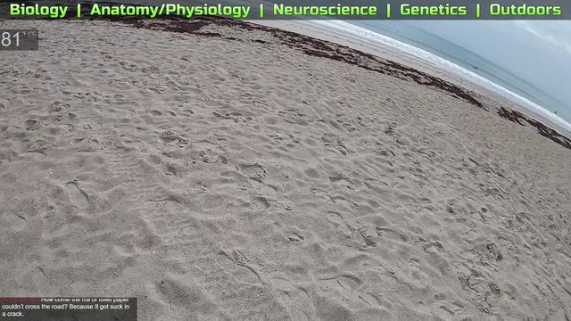 Metal detector unexpectedly finds sex toy on beach