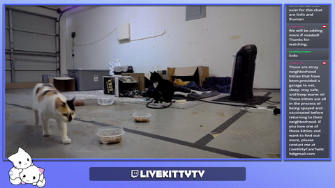 Dallas streamer sets up stream in garage for stray cats to eat, sleep, and stay warm.