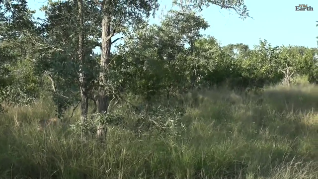 Wild Dogs Attacking a Scavenging Hyena - WildEarth