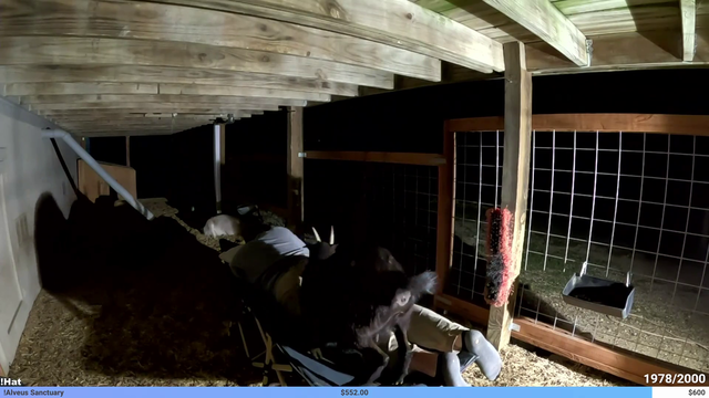 Mad man decides to live with goats and regrets every life decision