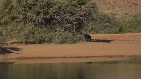 Wild Earth with some more insane footage