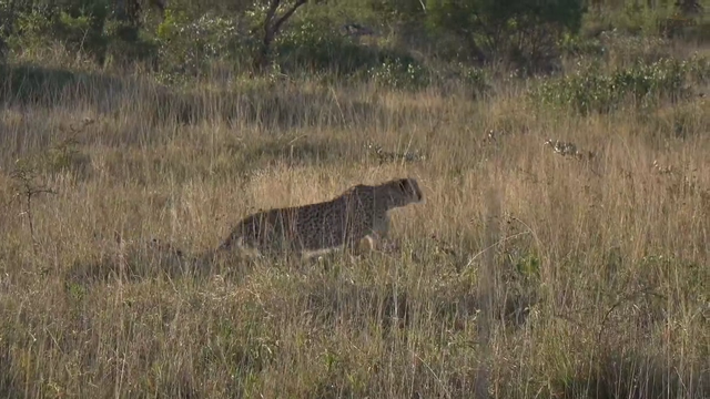 Cheeto hunts a Nyala bull