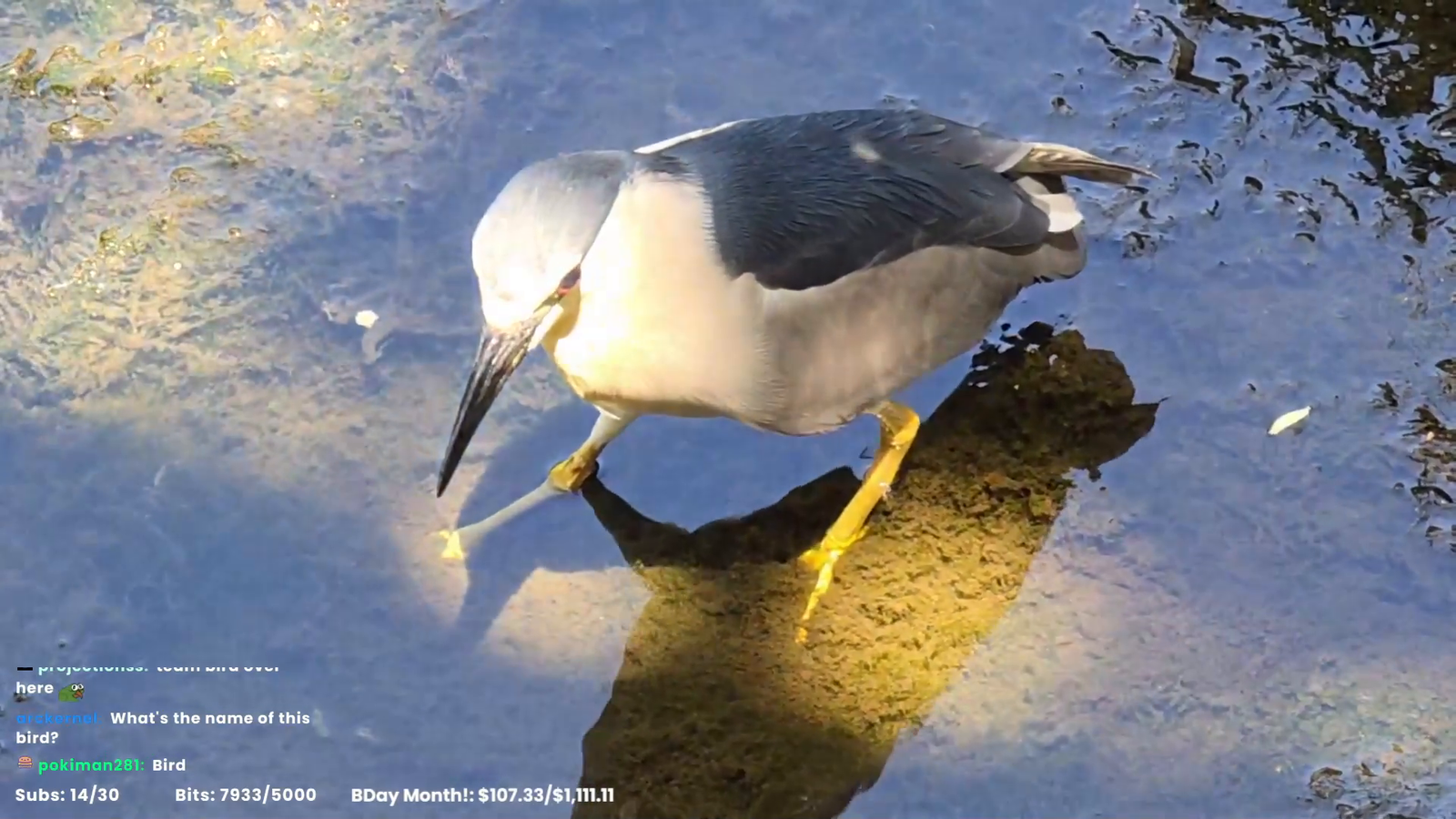black crowned night heron