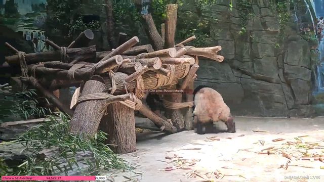 Drunk panda causes mayhem