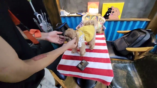 Cute Doggo Doesn't Like Joey