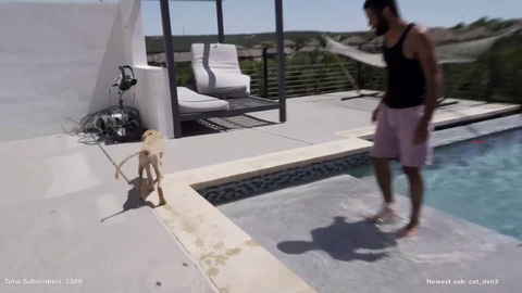 Dog goes swimming in Mizkif's pool
