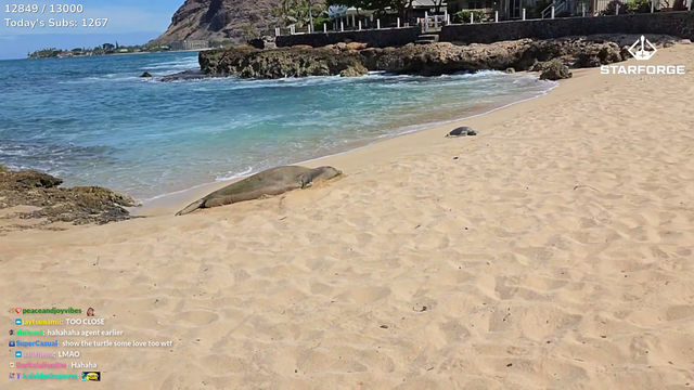 Emily and Cinna found a Sea Pupper and a Tutel in Hawaii