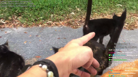 Wholesome small streamer takes care of stray cats