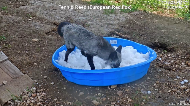 Fox prepares a yellow snowcone for his buddy