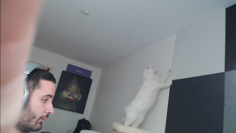 NymN - Apollo finds a Spider