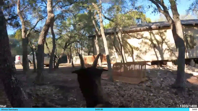 IRL goat simulator