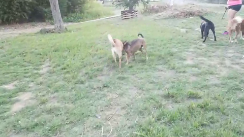 Buddy bites a owner