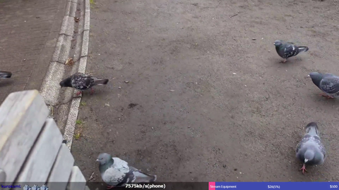 don't mess with pigeons