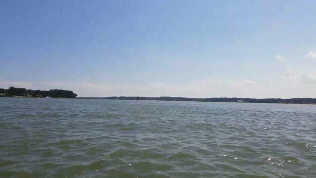 Dolphins showing up in Alecludfords stream