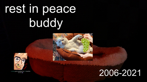 MOONMOON’s cat Eddie has passed away. Rest In Peace :(