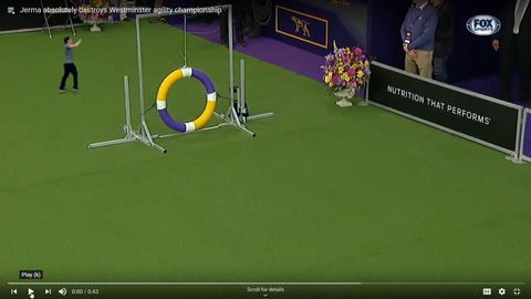 Jerma Crushes the Westminster Agility Course