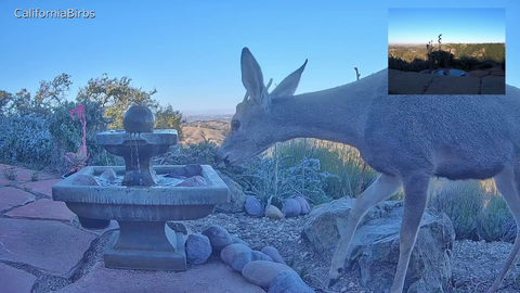 Wildlife stream setup for bird-watching catches a different type of visitor