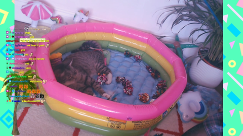 Cat Tub Stream