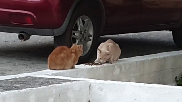Greek watching 2 cats eat