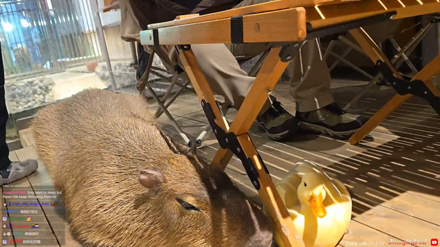 Capybara and duck