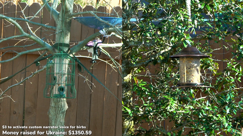 Malena set up a bird watching stream - All donations going to Ukraine Crisis Fund