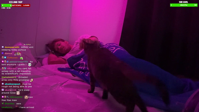 man pet cat