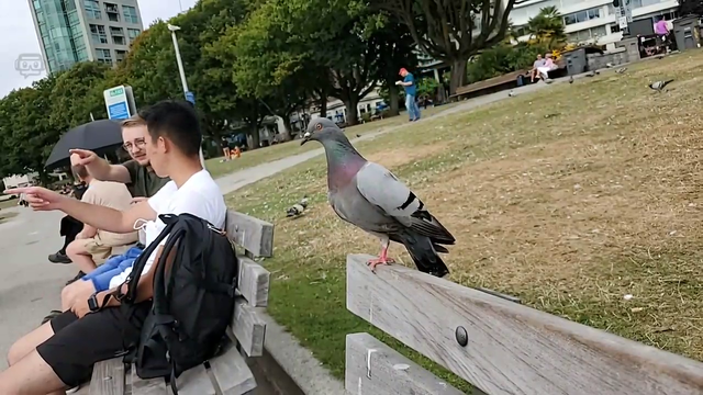 JonZherka - Bird Steals food from a stranger at the beach !!