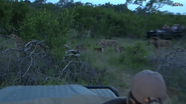 Live stream win! Baby lions!