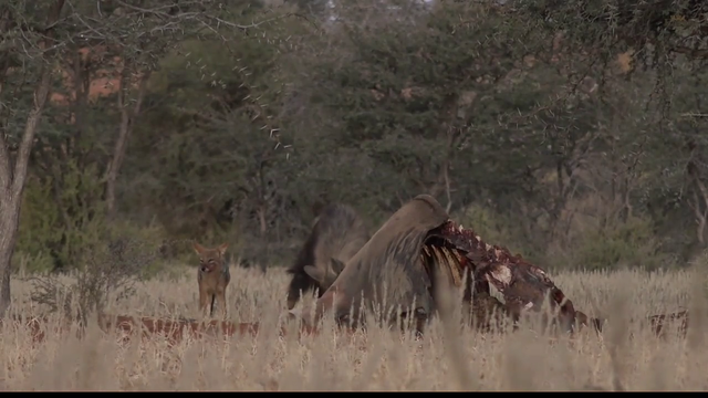 Brown hyena eating an eland carcass