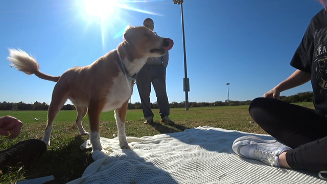 Malena orders Sodas dog to attack chat